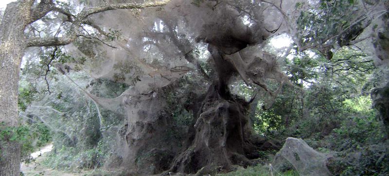 Illustration for article titled Thousands of Spiders Have Teamed Up to Create This Horrifying Mega-Web